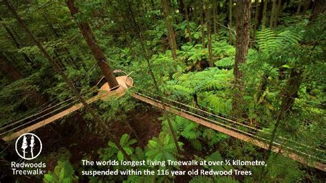 Redwoods Treewalk - Experience By Day within the famous Redwood Forest ...