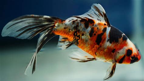 Goldfish In Space - Blackwater Creek Koi Farms