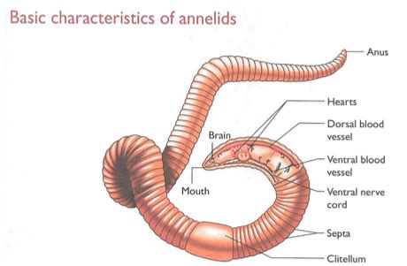 2.1 (Basic characteristics of annelids, arthropods and insects) Flashcards | Quizlet