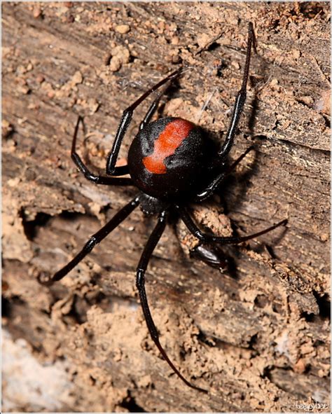 What to do When an Alabama Black Widow Bites You - Vulcan Termite & Pest Control