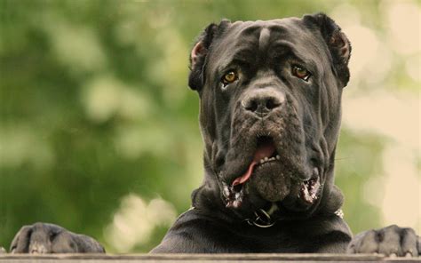 Cane Corso dog photo and wallpaper. Beautiful Cane Corso dog pictures