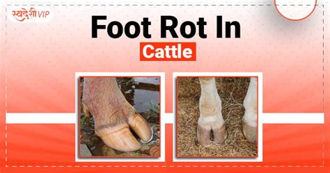 Foot Rot in Cattle: Symptoms, Treatment, Prevention and its Impact