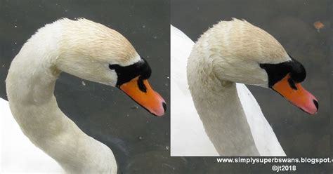 Simply Superb Swans: The Difference - Cob and Pen