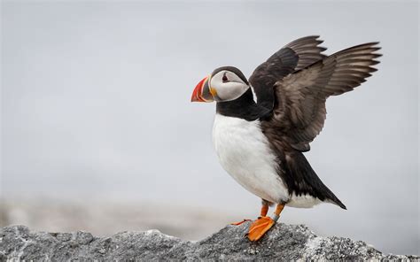 Puffin Watching in Maine 2025 - Rove.me