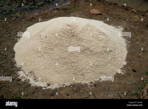 Salt pans at Arpora, Goa, India Stock Photo - Alamy