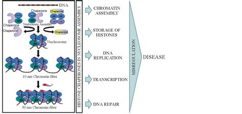 Histone Chaperones: Functions beyond Nucleosome Deposition