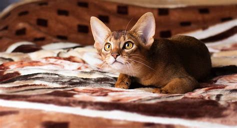 Abyssinian Cat Breed Information Center - A Complete Breed Guide