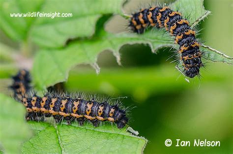 Emperor moth and caterpillar Saturnia pavonia | Wildlife Insight