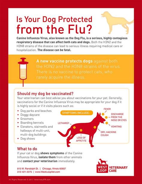 Is Canine Influenza Contagious