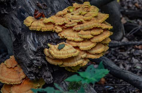 Turkey Tail Mushroom Benefits to Health - Minneopa Orchards