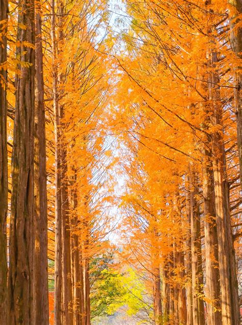 Beautiful Pine trees in autumn on the Nami island,South Korea 10000073 Stock Photo at Vecteezy