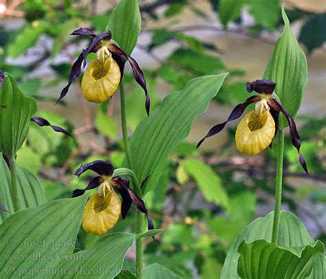 Cypripedium calceolus Zuecos Guckusko Венерино пантофче