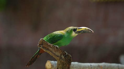 Emerald Toucanet - A-Z Animals