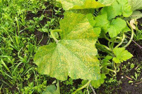 Guide to Boron Deficiency in Cucurbits - PowerAG