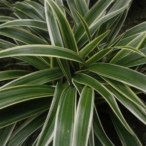 Chlorophytum - Mall Of Gardens