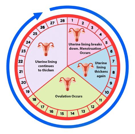 💖 Ovulation Day Increases Your Chances of Conception!