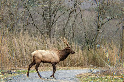 Wildlife in The Smoky Mountains