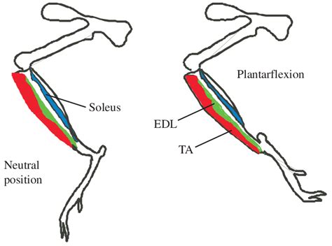 Schematic diagram of the mouse hindlimb in both the neutral and... | Download Scientific Diagram