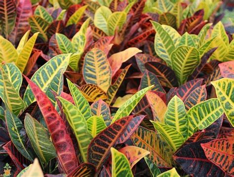 Croton Plant: Varieties, Care and Maintenance