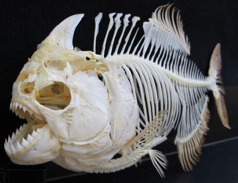 the skeleton of a piranha on a black background. it's jaw bones are very thick and large, and it ...