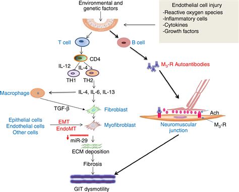 Pathogenesis Of Systemic Sclerosis