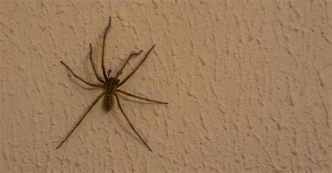 Hobo Spider Vs Giant House Spider