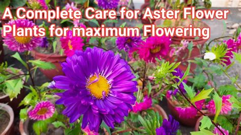 Complete Care of Aster Flower Plants // How to care Aster Plants // Aster Plants growing tips ...