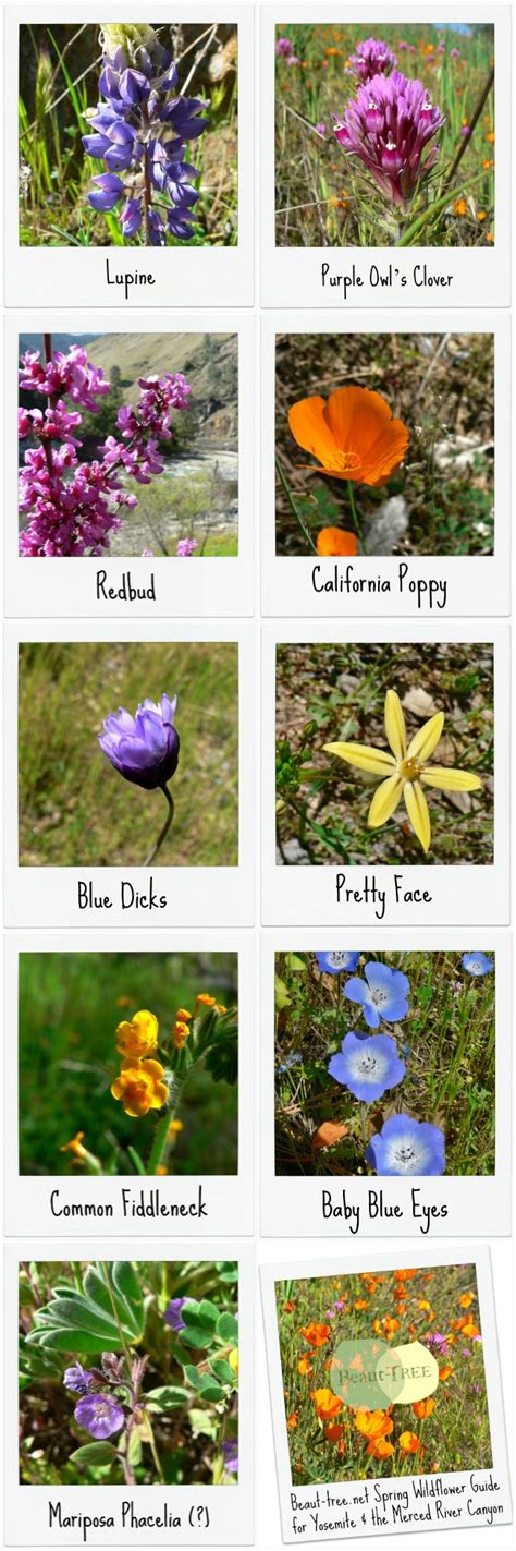 Spring Wildflower Identification in the Merced River Canyon – Beaut-Tree.net