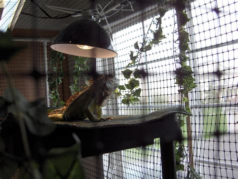 The Best Iguana Cages and Where to Buy Them | PetHelpful