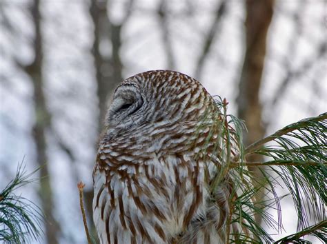 A Barred Owl Hunting by Day | Smithsonian Photo Contest | Smithsonian ...