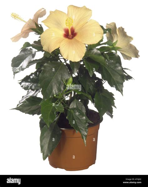 Chinese hibiscus (Hibiscus rosa-sinensis), potted plant Stock Photo ...