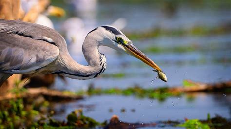 Great Blue Heron Flying · Free Stock Photo