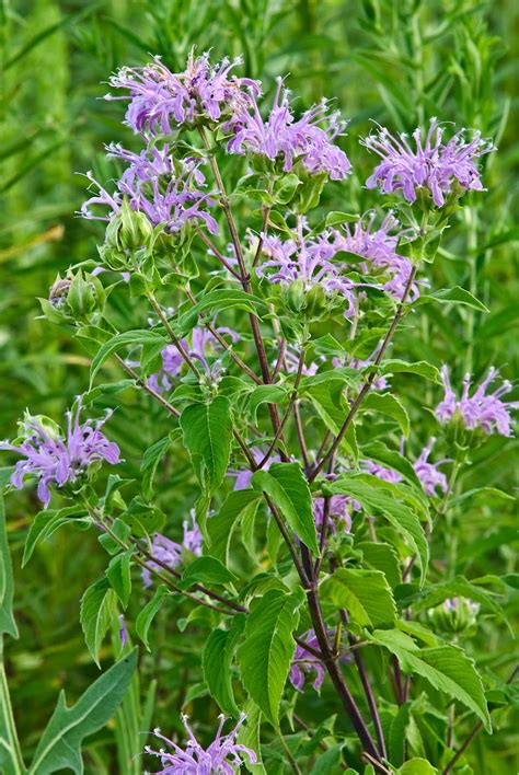 Indiana Plant A Day: Wild Bergamot