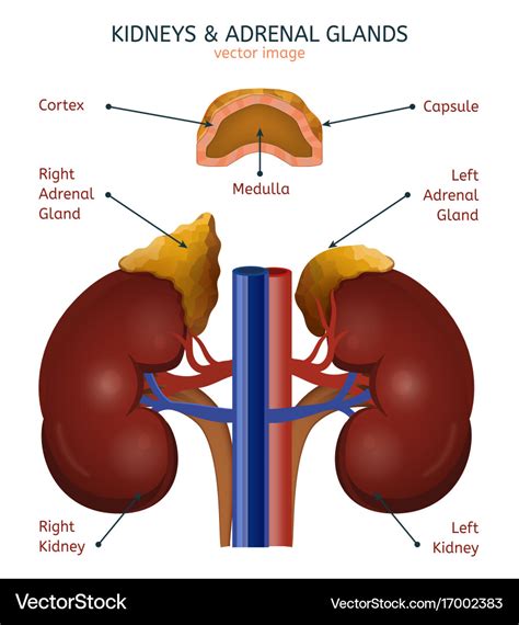 Adrenal glands image Royalty Free Vector Image