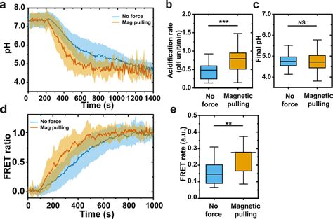 Phagosome acidification and phagosome-lysosome fusion under magnetic... | Download Scientific ...