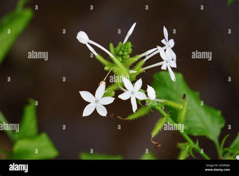 Plumbago zeylanica (Also called Daun encok) on the tree. Early folk medicine used the crushed ...