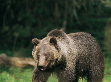 Fun Facts About Hibernation and Bears for Preschoolers | Sciencing