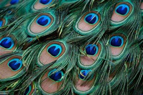 Close-Up Shot of Peacock Feathers · Free Stock Photo