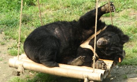 How you can rescue a Moon Bear | Wanderlust