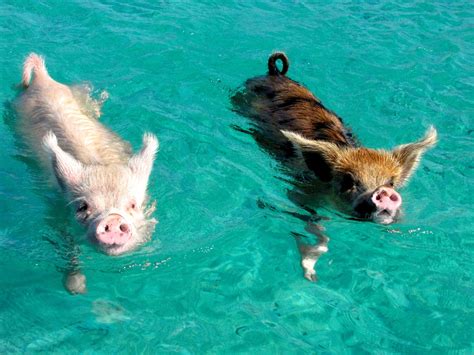 The Tiny Swimming Pigs of Pig Beach | Deep Sea News