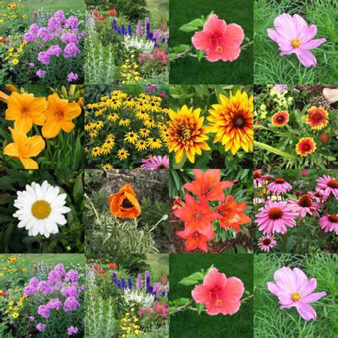 Spring images flower collage wallpaper and background photos (13476351)