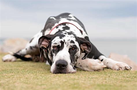 12 Best Dog Beds For Great Danes: Cozy King-Size Picks