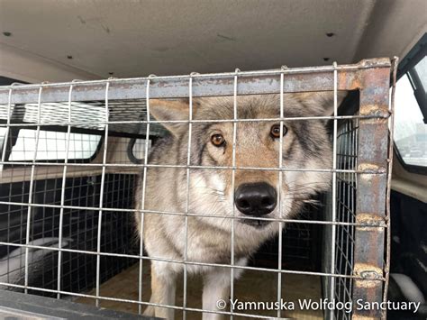 10 wolfdogs, 3 huskies at risk of euthanasia in cruelty investigation ...