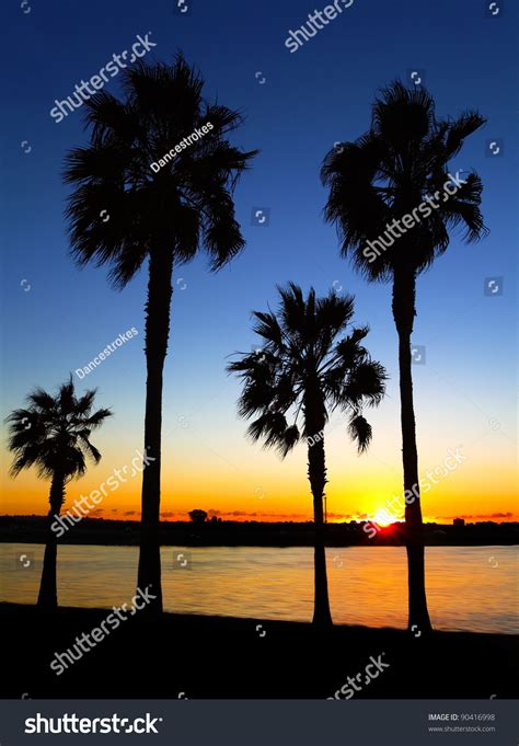 California Palm Trees Sunset, San Diego, California Usa Stock Photo ...