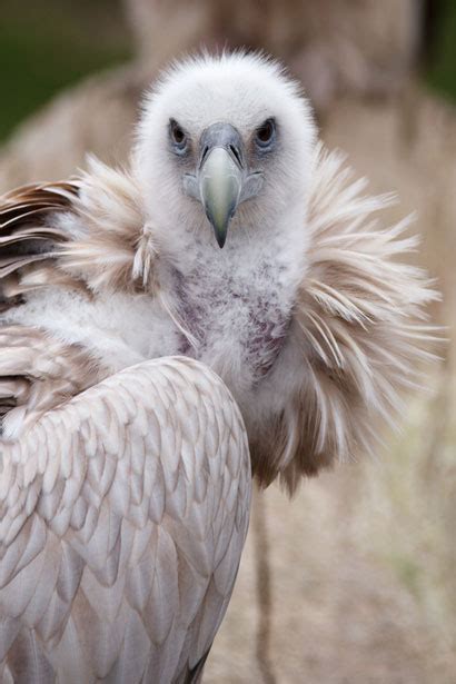 Vulture Watching Prey Free Stock Photo - Public Domain Pictures