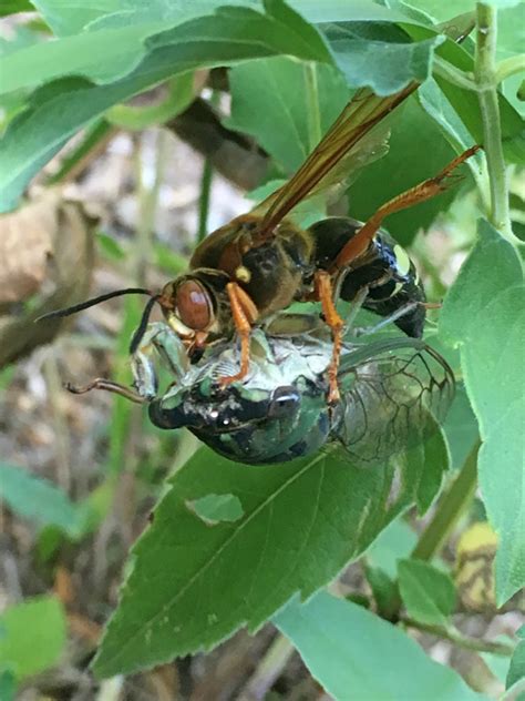 cicada killer Archives - Dyck Arboretum