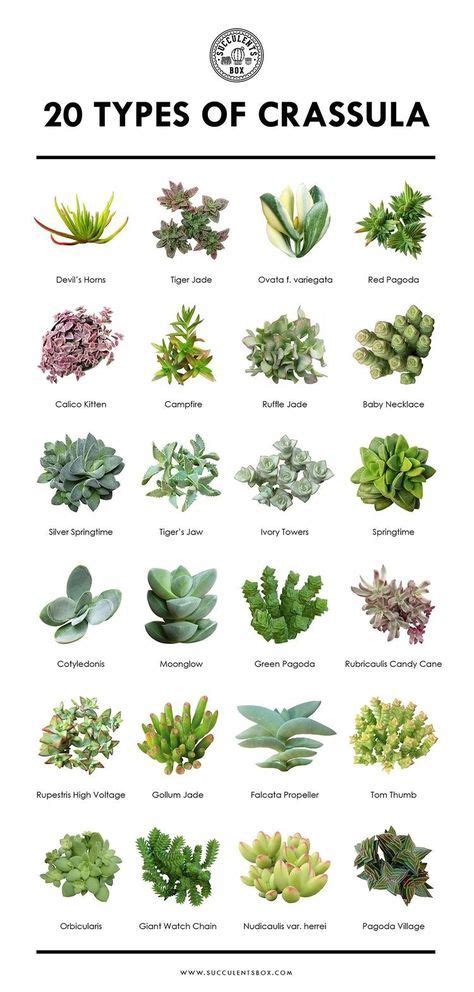 Succulents Names And Images | Types Of Succulent Plant