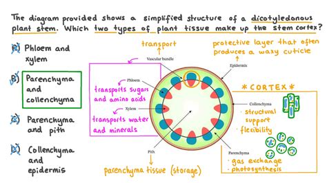 Question Video: Recalling the Types of Plant Tissues Found in the Cortex | Nagwa