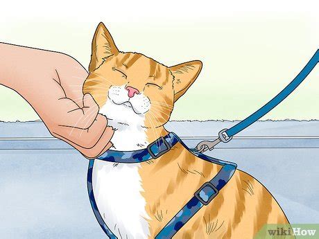 6 Easy Ways to Help Homeless Animals - wikiHow Pet