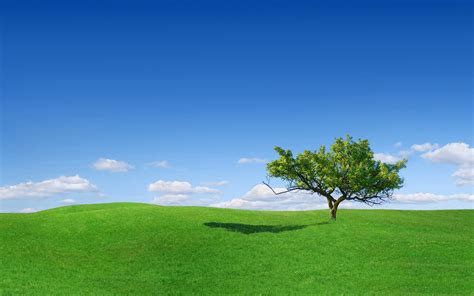 Green grass field and green leaf tree under clear blue sky HD wallpaper | Wallpaper Flare